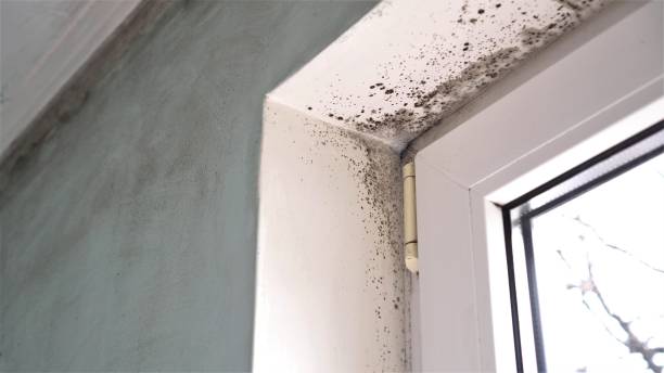 Attic Mold Removal in Washington, KS