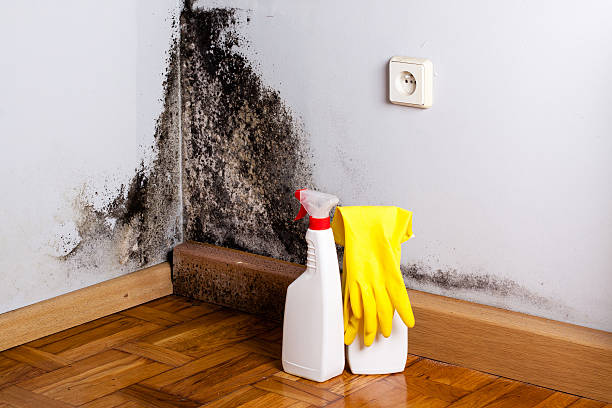 Best Residential Mold Removal  in Washington, KS
