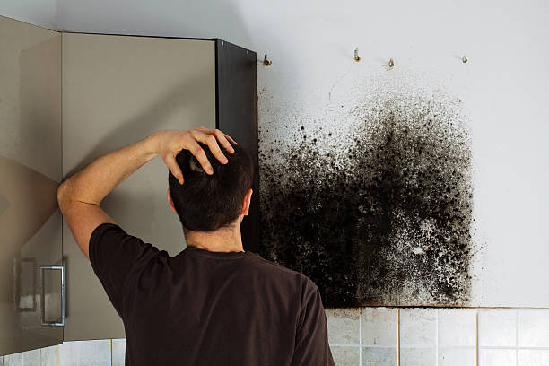 Best Attic Mold Removal  in Washington, KS