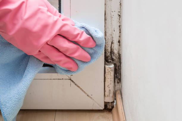 Best Local Mold Removal Service  in Washington, KS